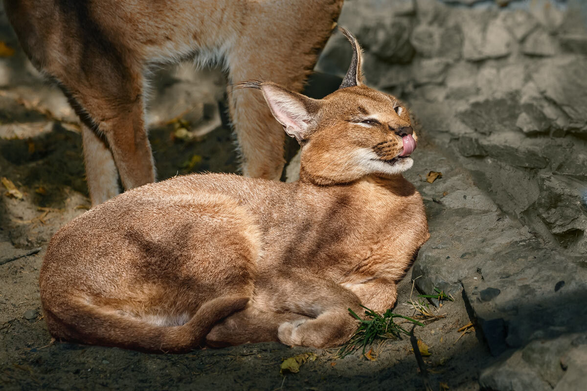 Каракал - SanSan 