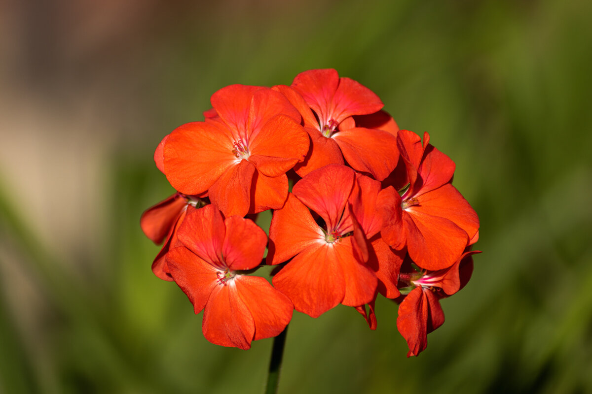 Пеларгония - Игорь Сикорский