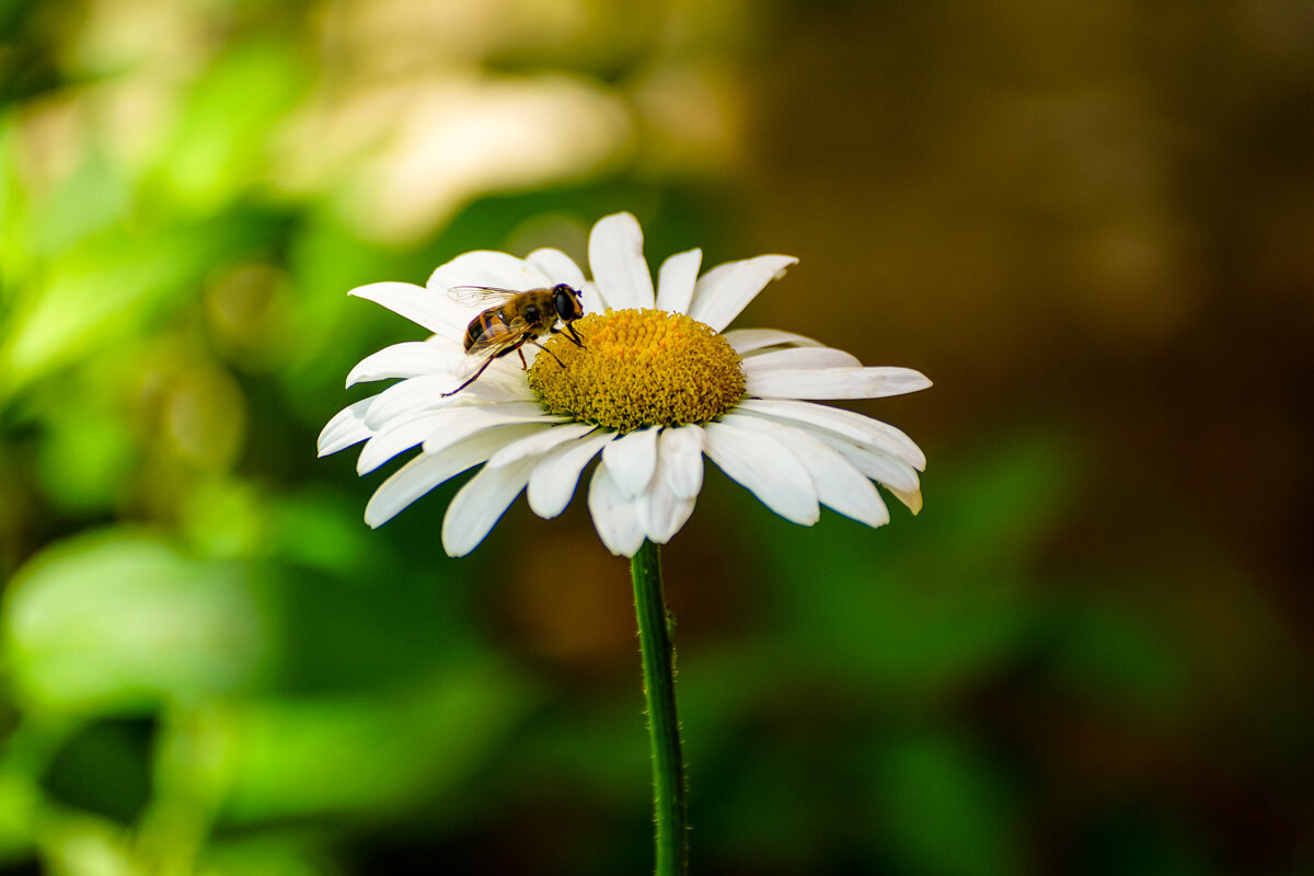 Ромашка - Игорь Сикорский Ромашка - Игорь Сикорский