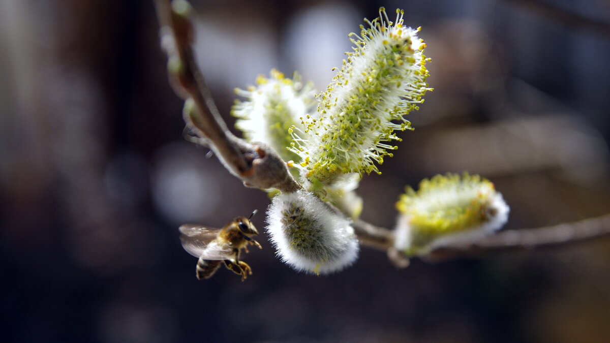 Весенний полет - Сергей Швечков