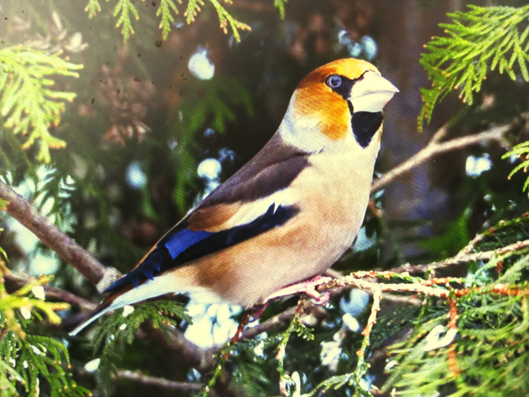 Дубонос на туе - Людмила Смородинская Дубонос на туе - Людмила Смородинская