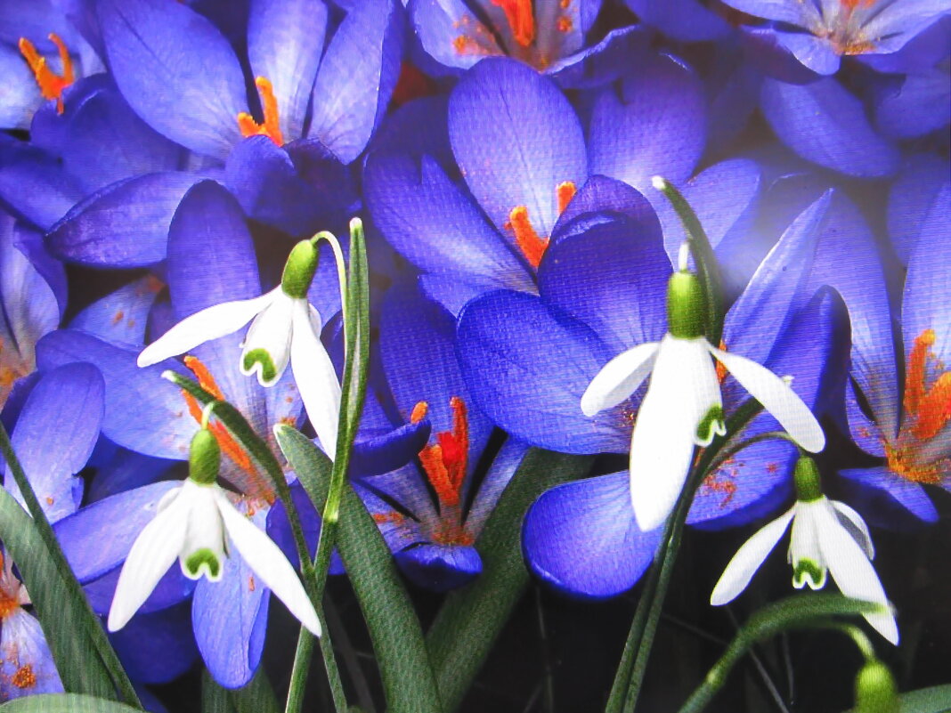 Красота - Людмила Смородинская Красота - Людмила Смородинская