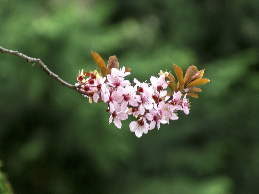 Весенние цветы - Валентин Семчишин