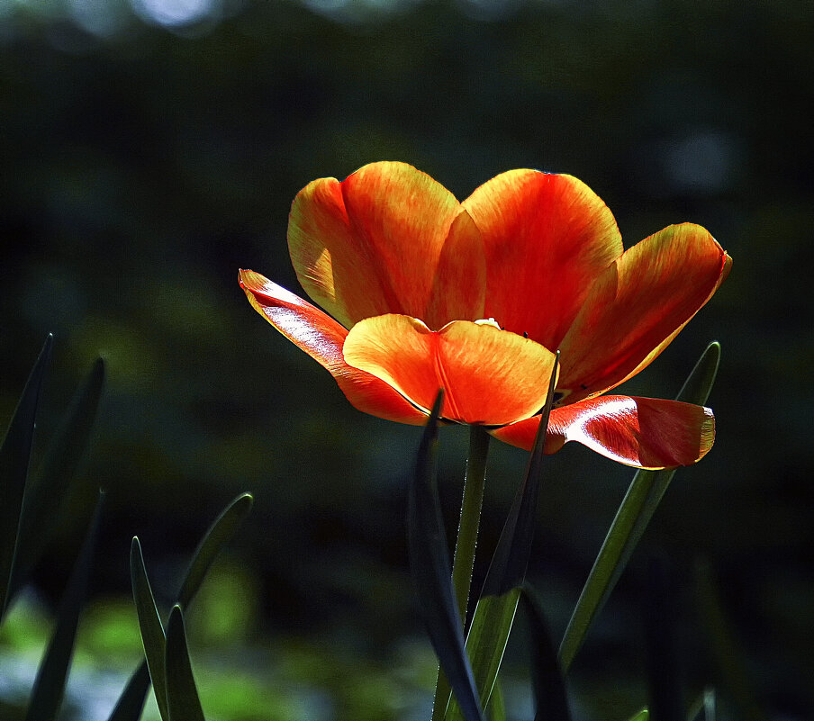 **** - Андроник Александр 