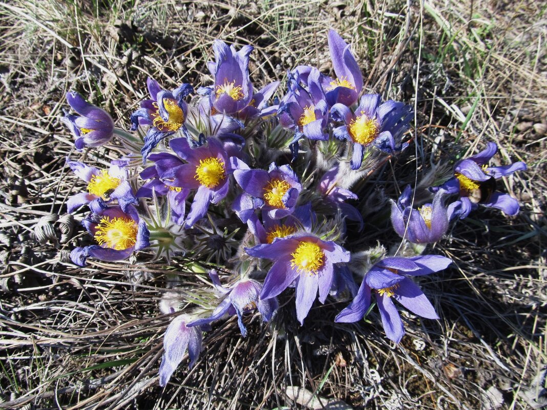 Прекрасная сон-трава - Елена Шаламова Прекрасная сон-трава - Елена Шаламова