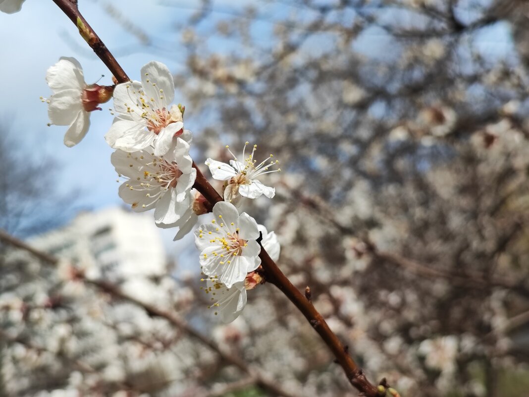 ... - Сергей Тимоновский