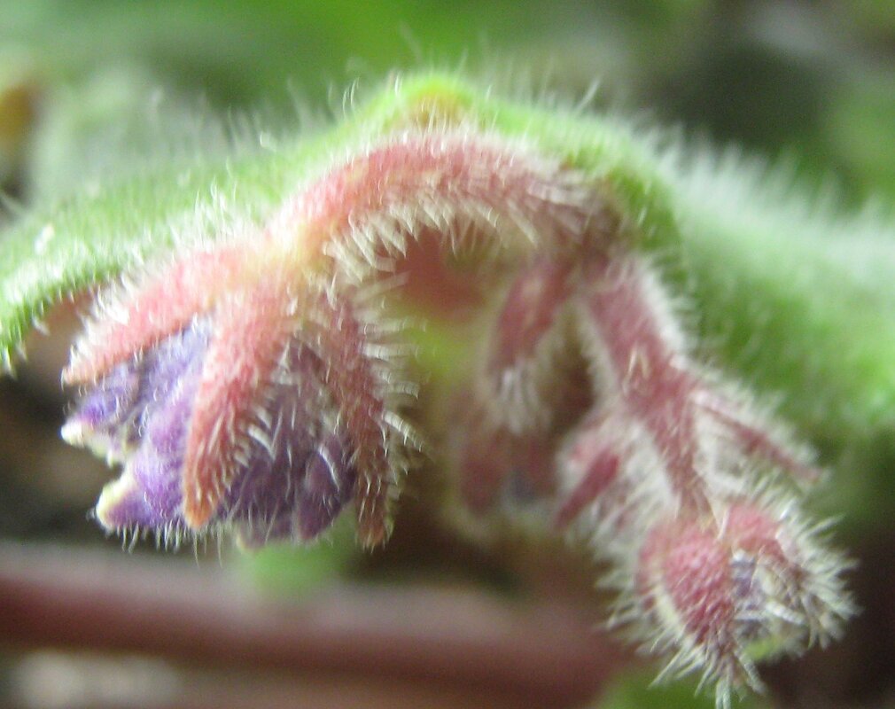 Пробуждение - Елена Семигина