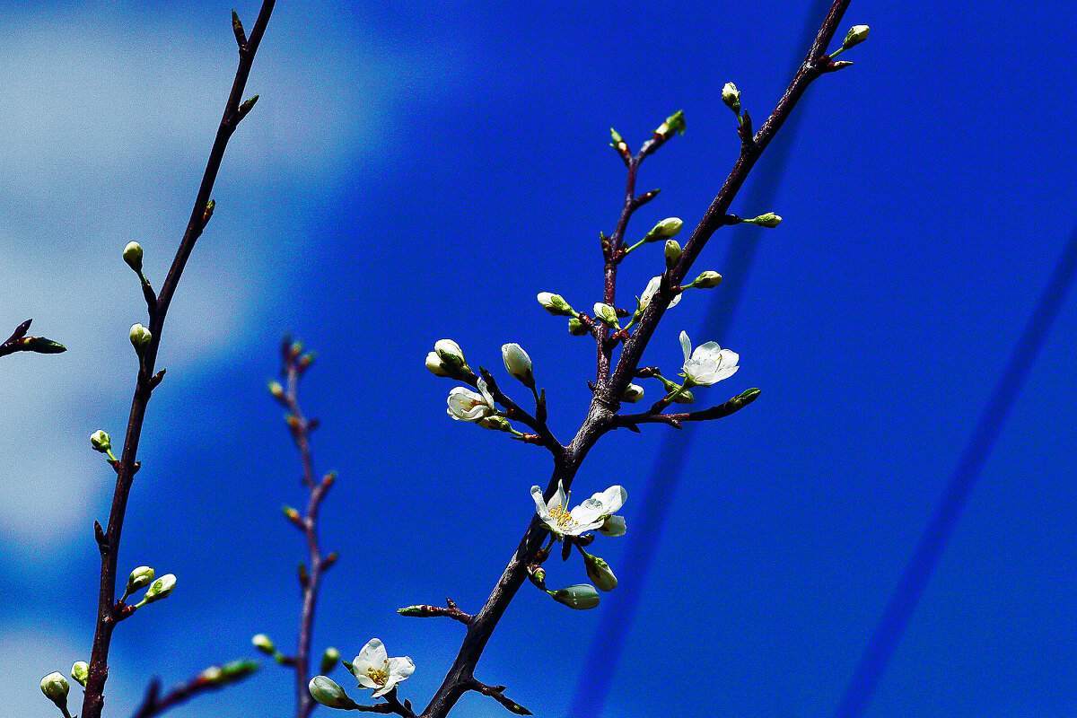 Голубое небо - Юрий Гайворонскiий