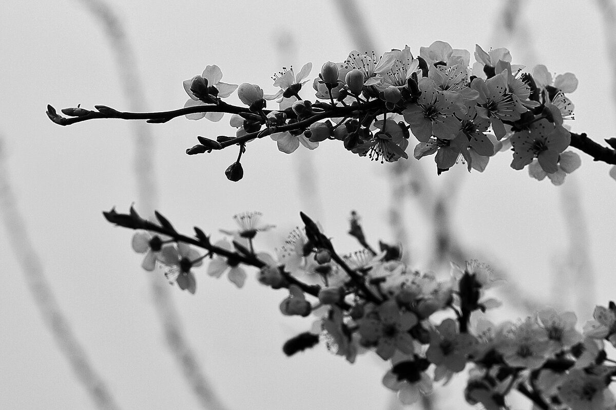 По донскому - жердёл - Юрий Гайворонскiий