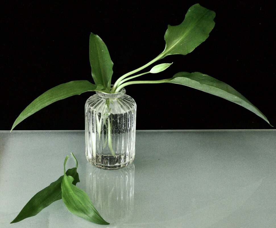 Бутон. - Lucy Schneider 