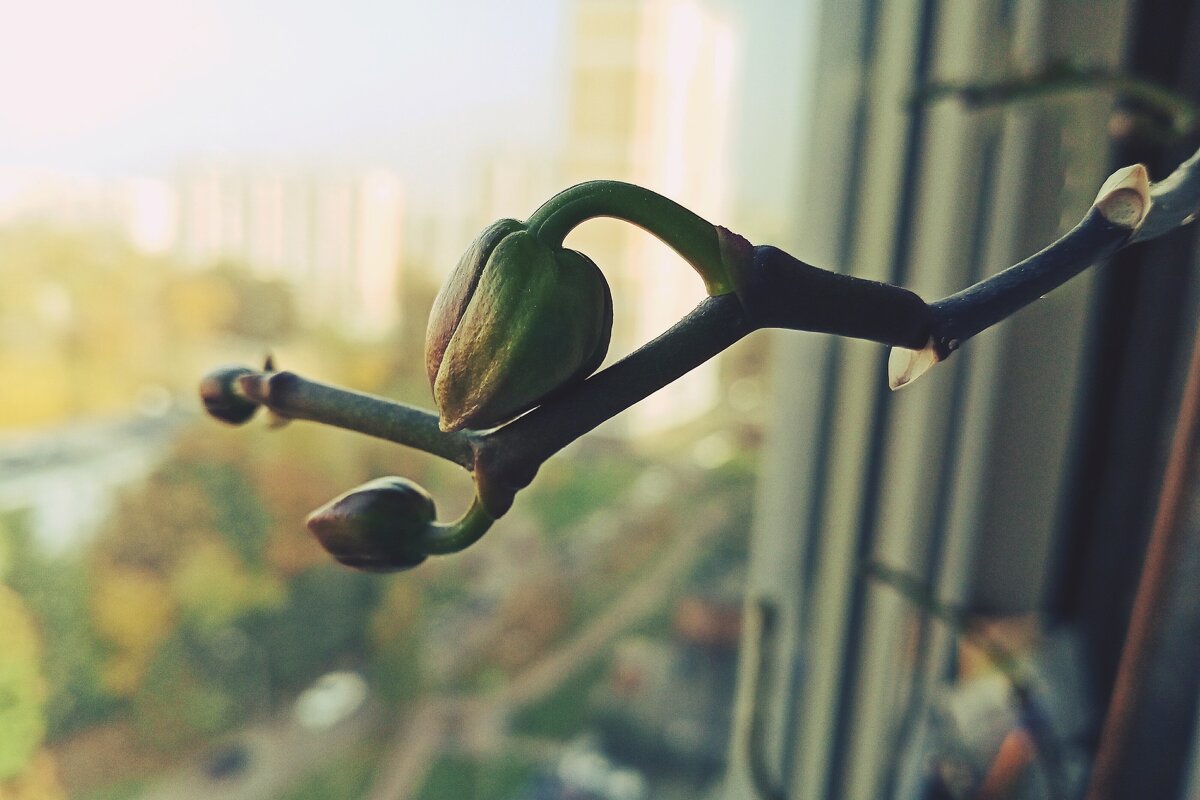 ... бутон орхидеи... - Руслан 