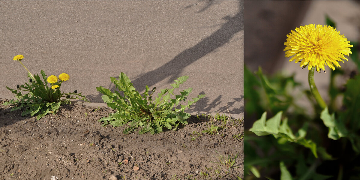 Апрельские одуванчики - Татьяна Машошина Апрельские одуванчики - Татьяна Машошина
