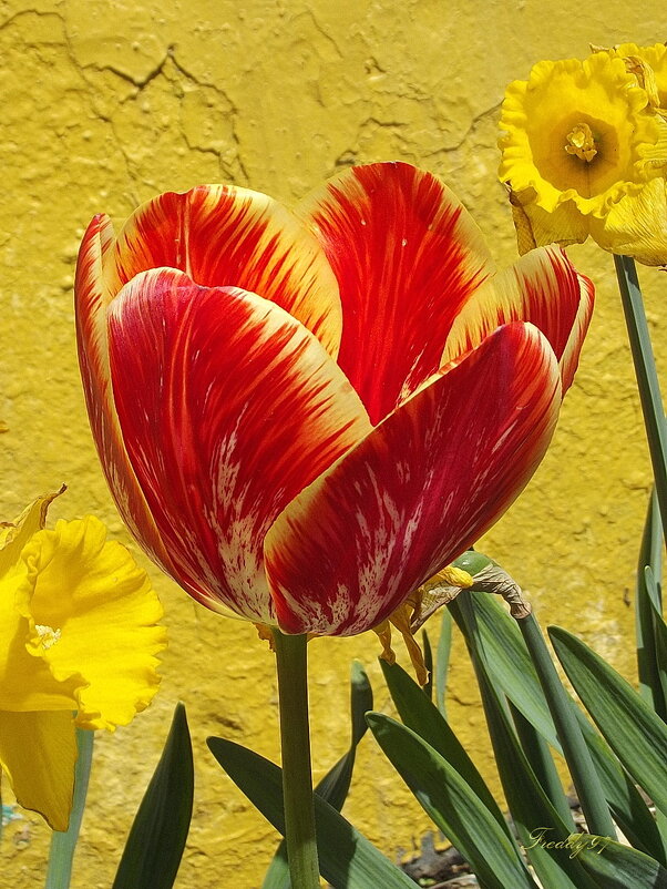 Тюльпан - Freddy 97 Тюльпан - Freddy 97