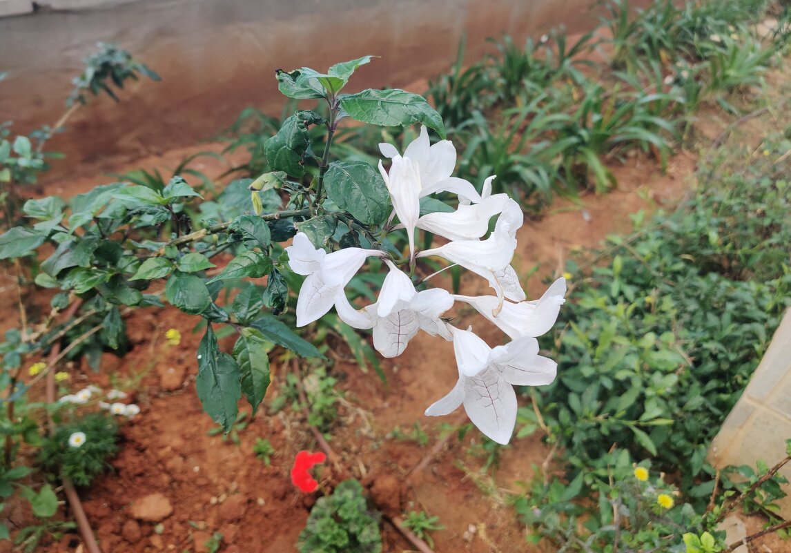 Азистазия. Цветы у нашего подъезда. - Светлана Хращевская