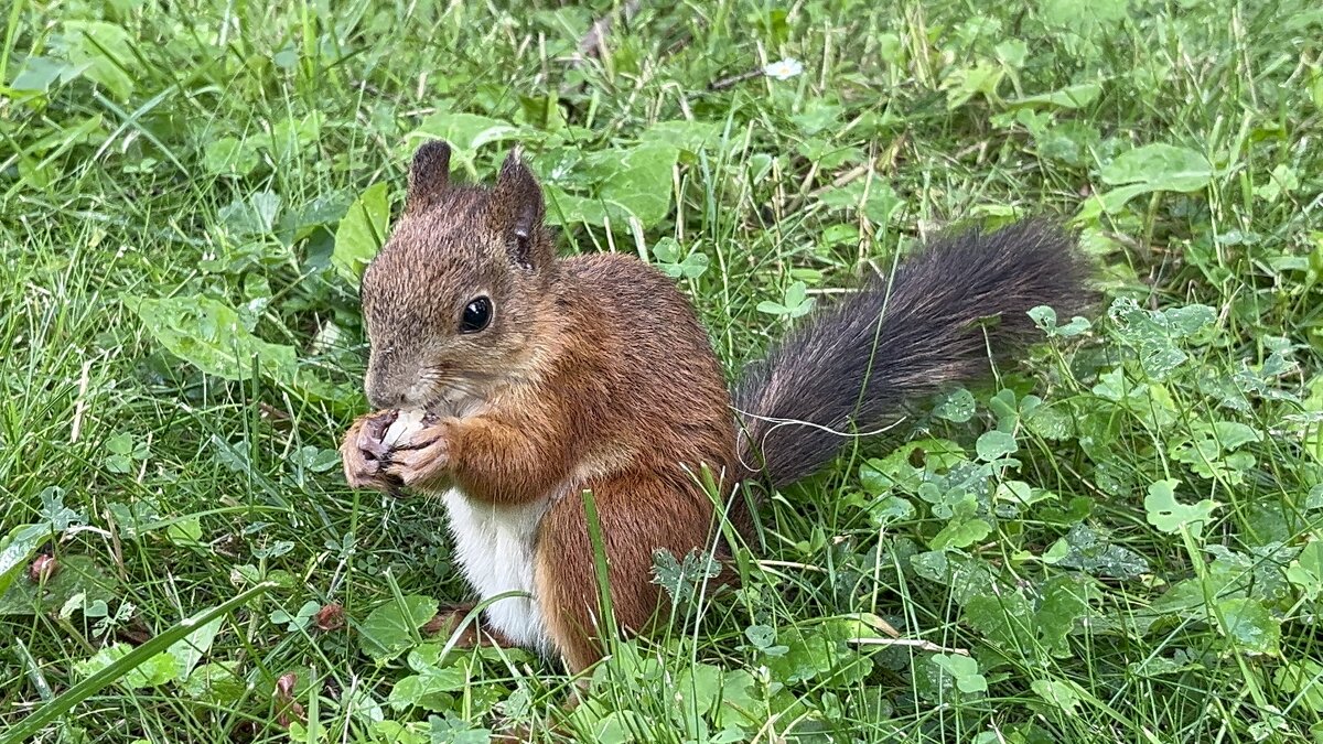 Белка с орехом - Александр Конов