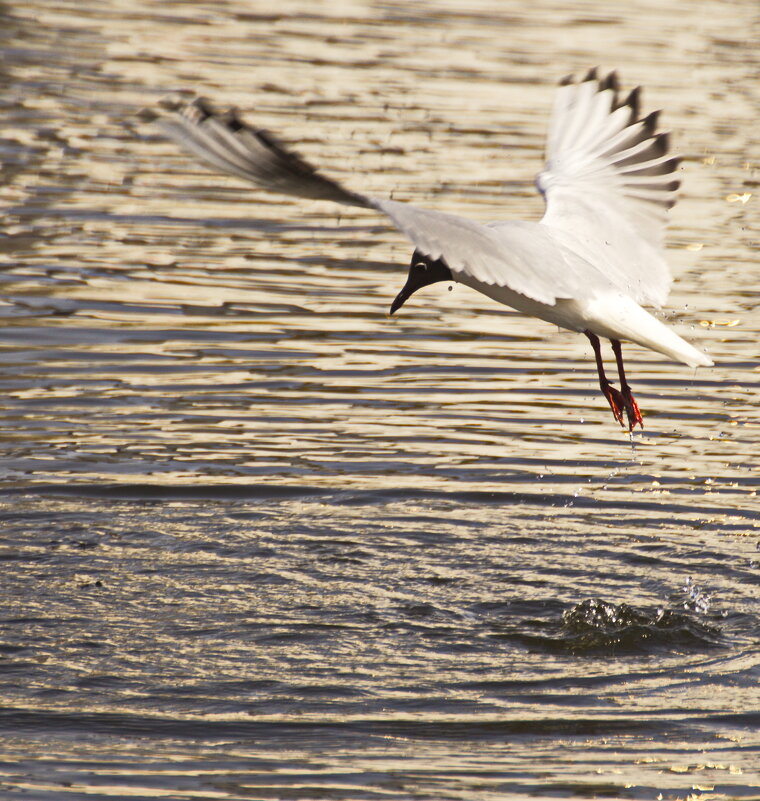 Посадка - Владимир Зырянов