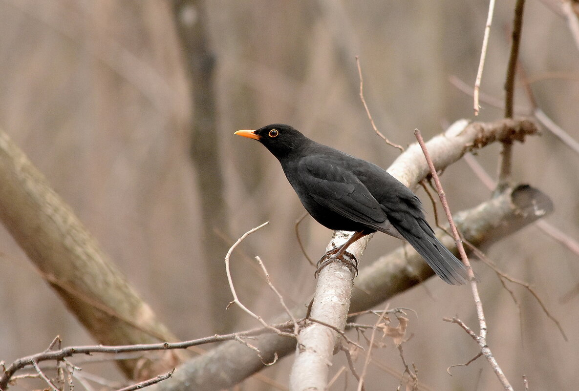 черный дрозд - Алексей . черный дрозд - Алексей .