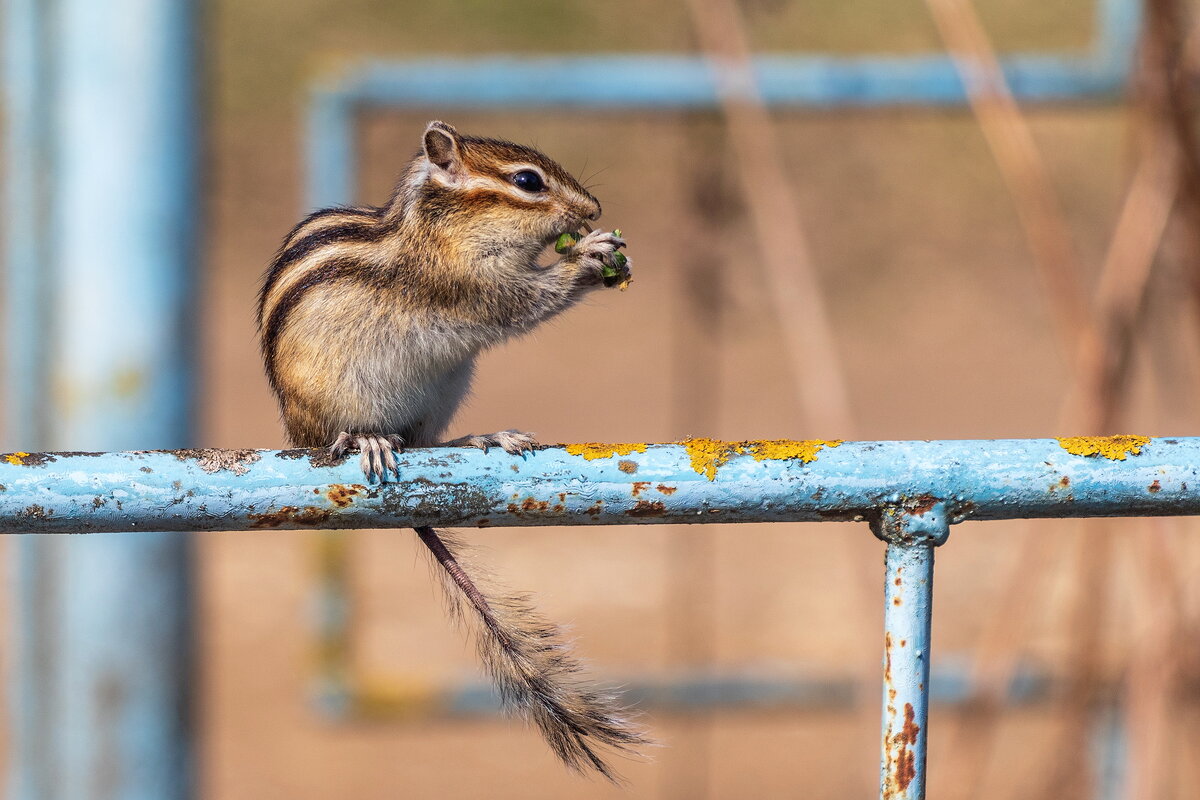 Неожиданная встреча. - Анатолий. Chesnavik.