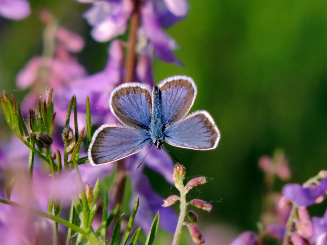 Голубянка. - Татьяна Нефедьева. 