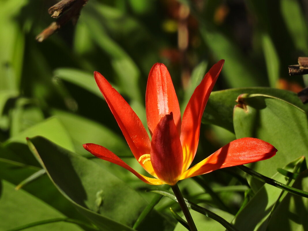 вксна - ИННА ПОРОХОВА