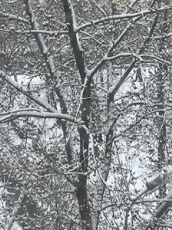 Апрель расцвёл пышным СНЕГОМ!! - Татьяна Юрасова