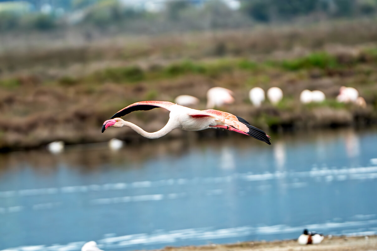 Albufera.03.2025 - Viktor Makarov