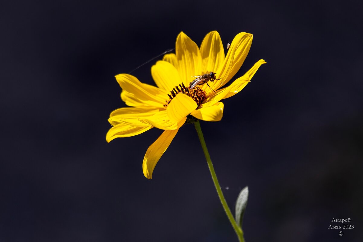 Тест Canon EF 100-400 - Андрей Lyz Тест Canon EF 100-400 - Андрей Lyz