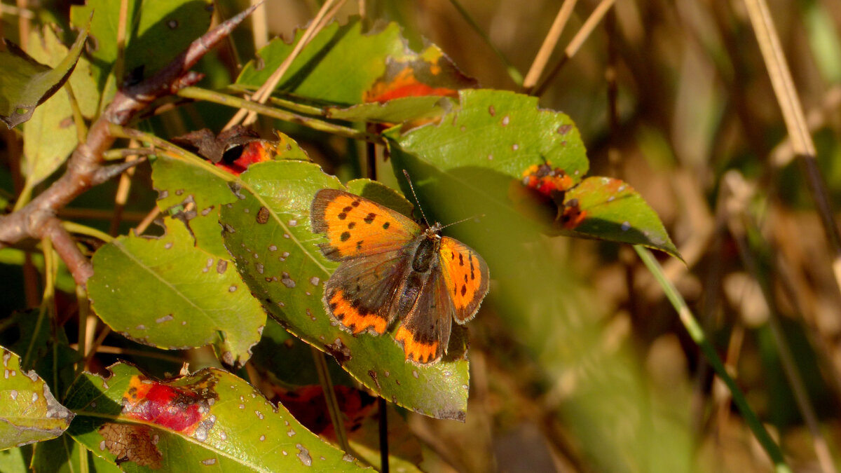 опять про бабочек 12 - Александр Прокудин опять про бабочек 12 - Александр Прокудин