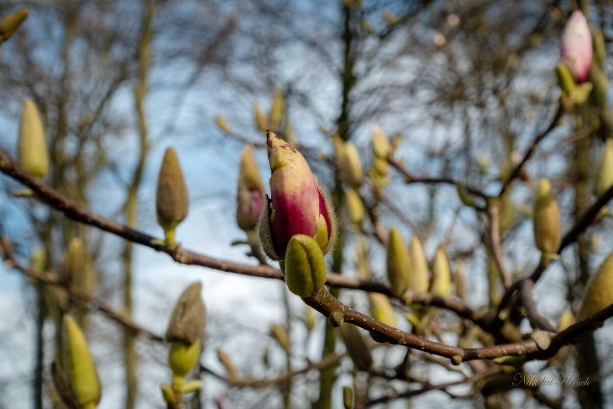 Начало цветения... - Николай Гирш Начало цветения... - Николай Гирш
