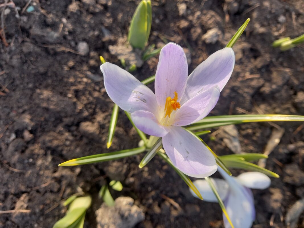 Крокус - Сапсан 