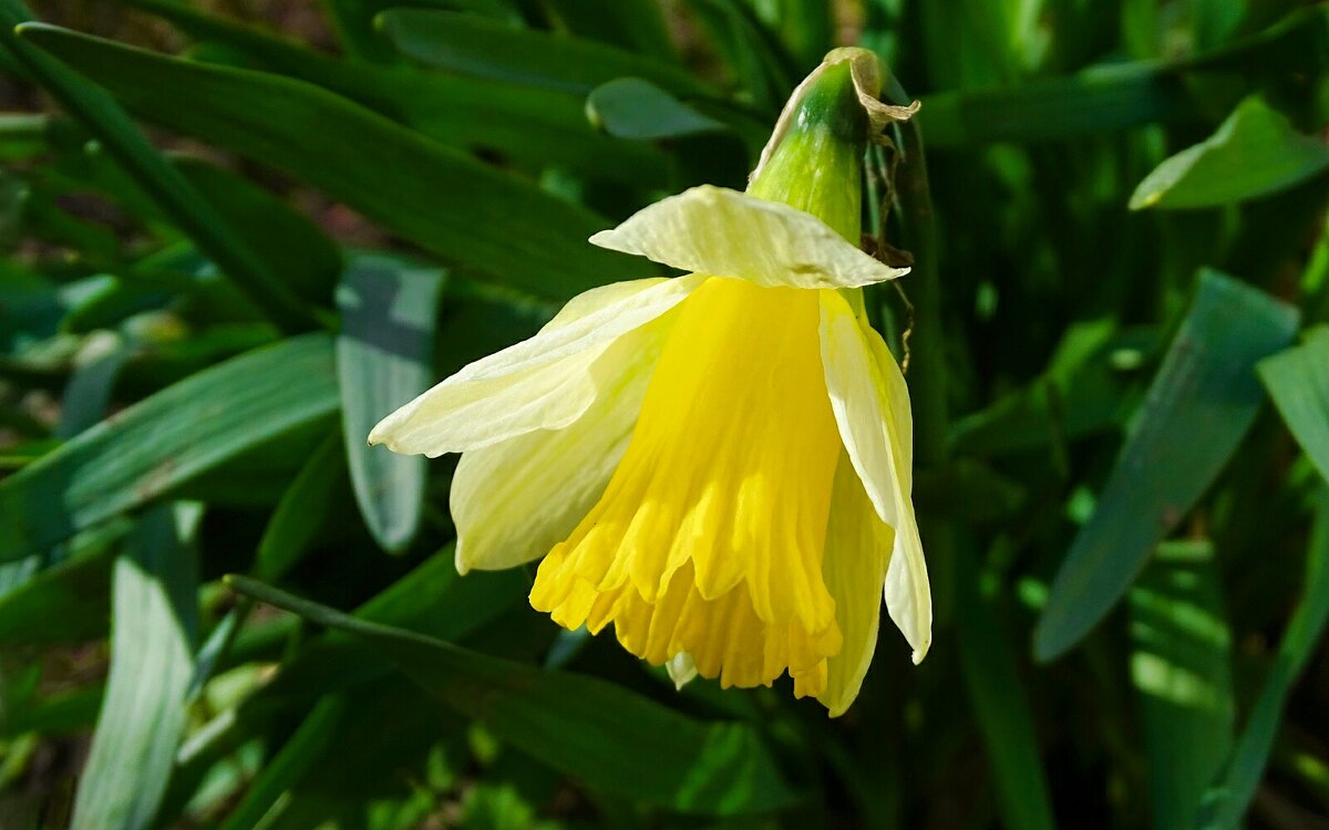 Первый мой нарцисс в этом году. - Милешкин Владимир Алексеевич Первый мой нарцисс в этом году. - Милешкин Владимир Алексеевич
