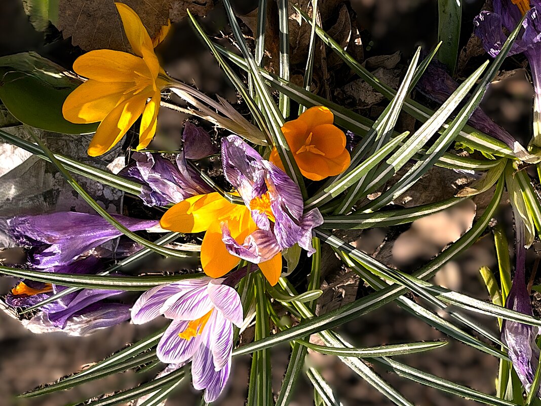 ***радуют п е р в о ц в е т ы*** - Olga Oskolkova