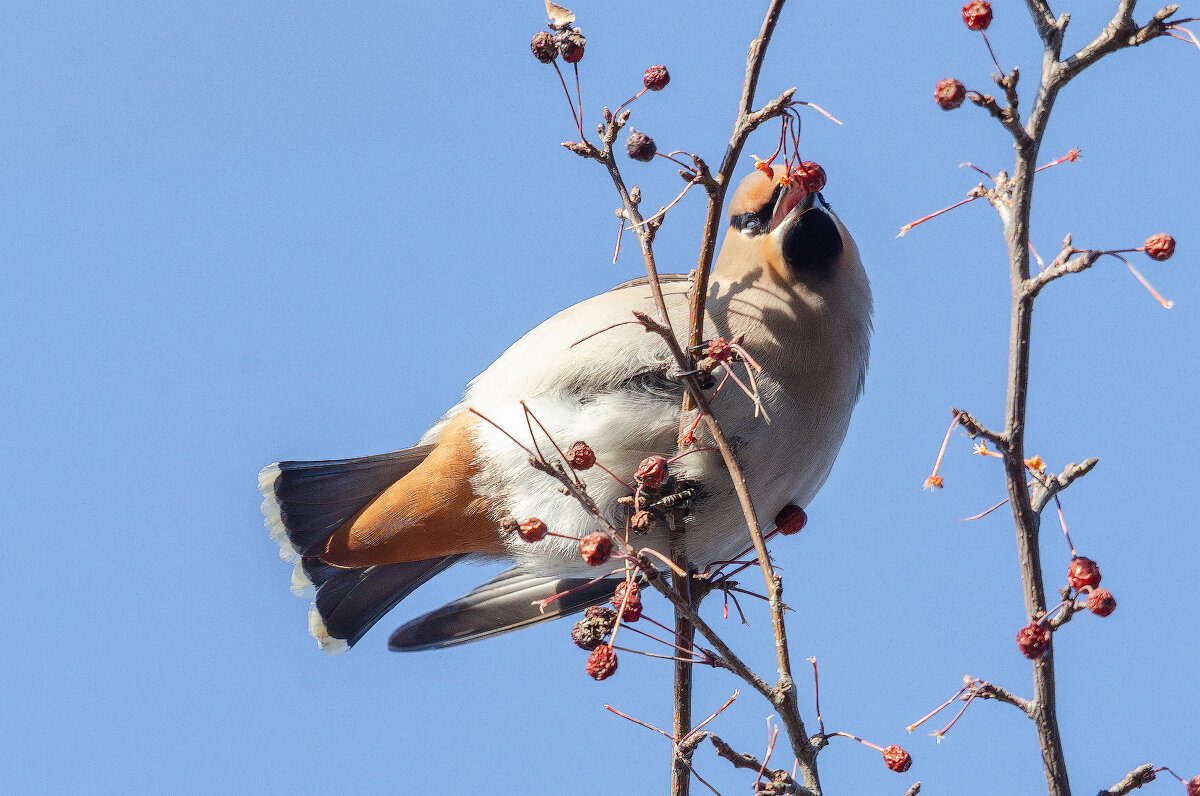Свиристель. - Виктор Иванович Чернюк Свиристель. - Виктор Иванович Чернюк