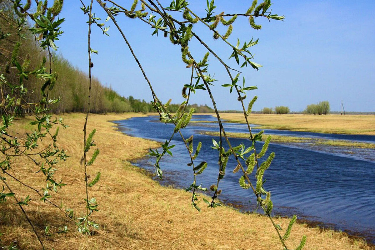 Май...Первая зелень на протоке Сырой Аган! - Владимир 