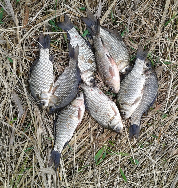 Уловчик выходного дня. - сергей ермошкин Уловчик выходного дня. - сергей ермошкин