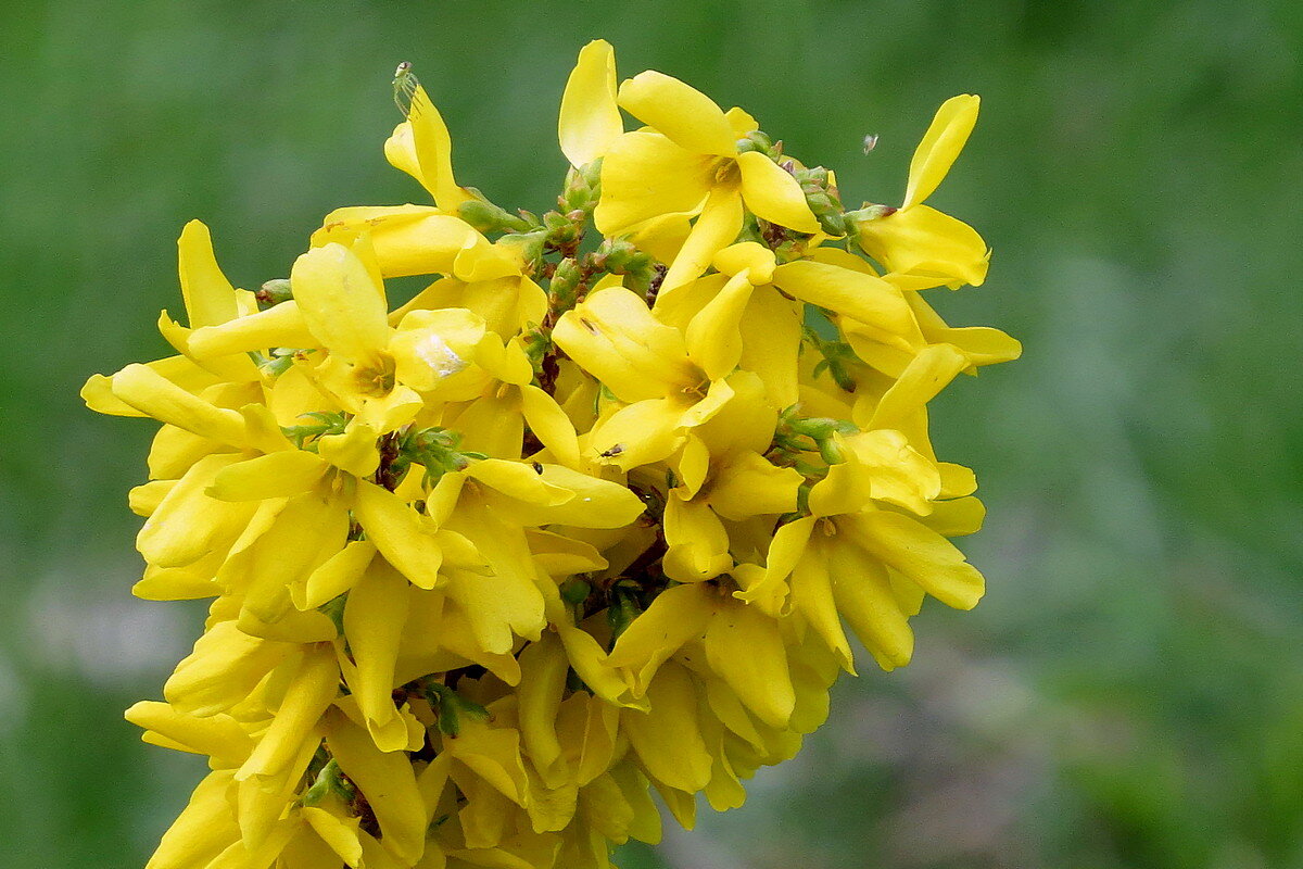 микронаселение - Сеня Белгородский