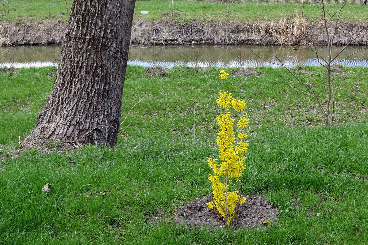 „ Мимоза " средней полосы - Сеня Белгородский