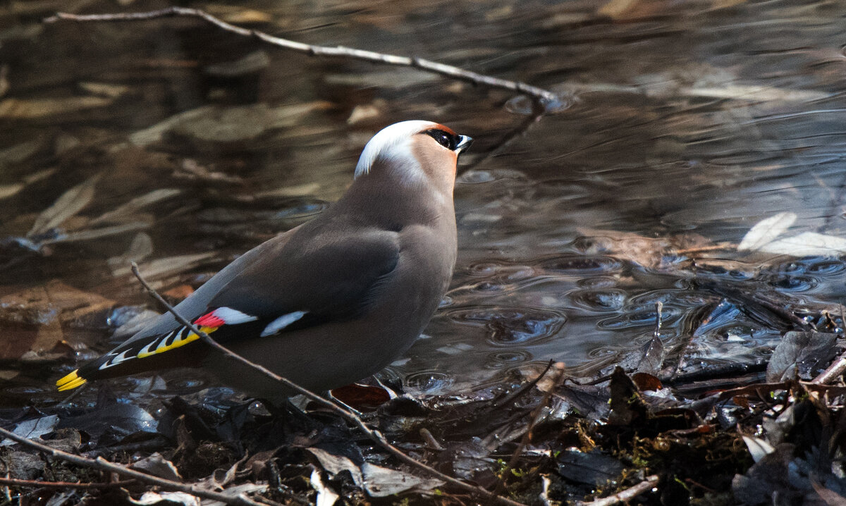 Свиристель. - Владимир Безбородов