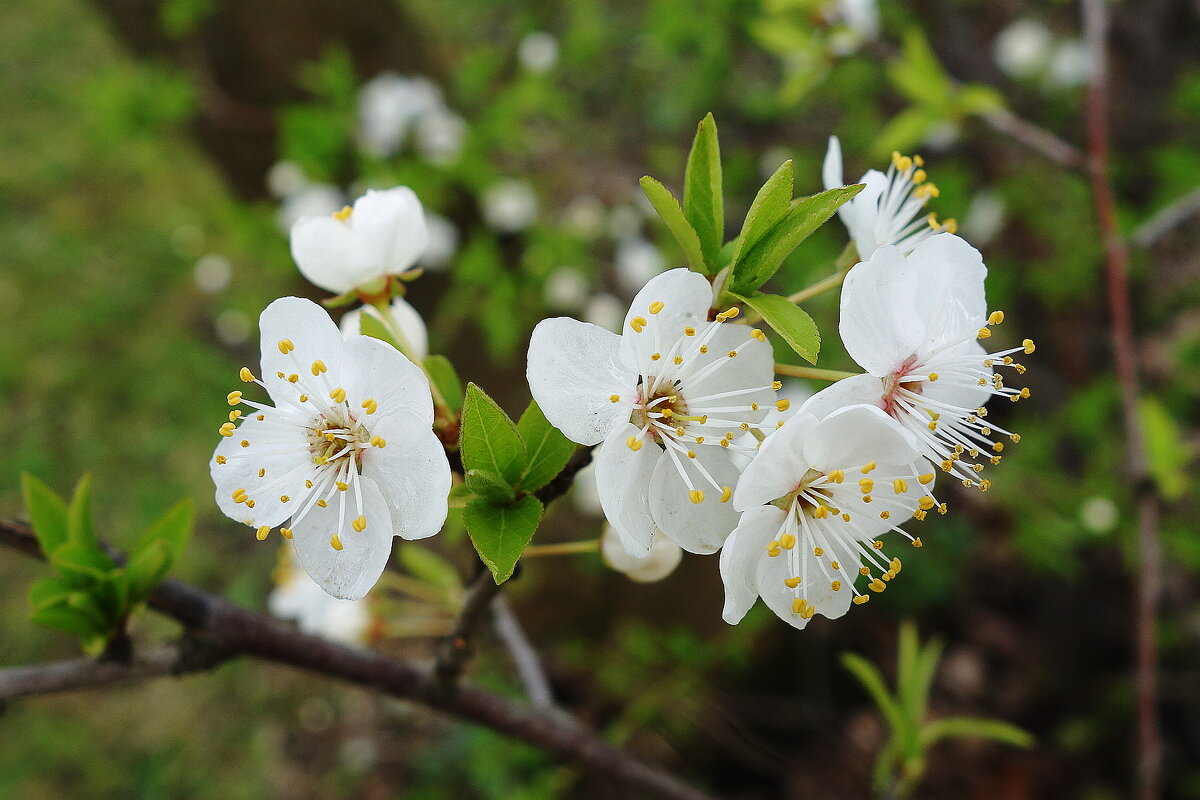 Апрельское цветение - Рита Симонова