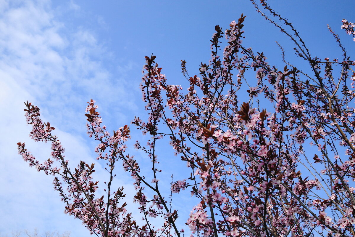 Апрельское цветение - Рита Симонова Апрельское цветение - Рита Симонова