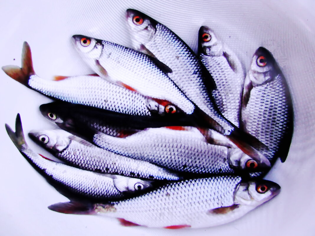 Улов - Людмила Смородинская Улов - Людмила Смородинская