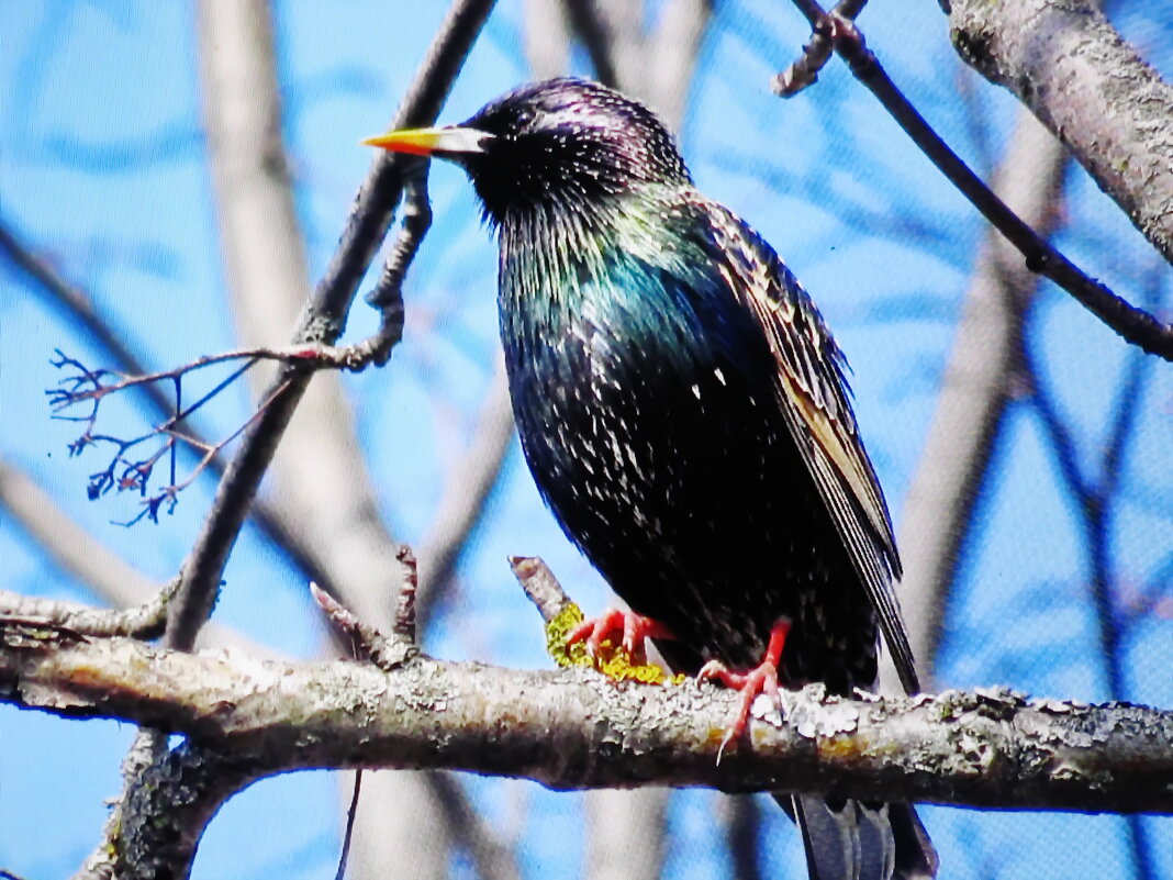 Красавчик скворец - Людмила Смородинская Красавчик скворец - Людмила Смородинская