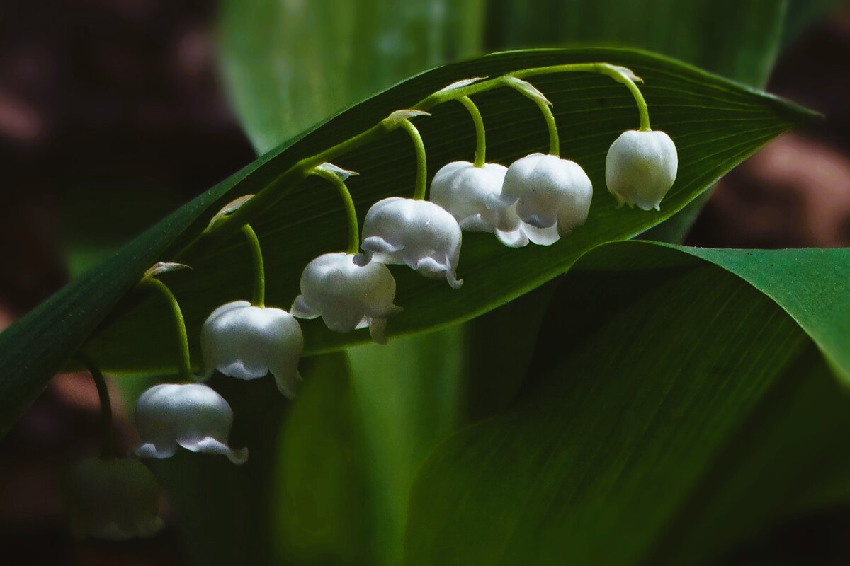 "Стручек" - Елена Макарова "Стручек" - Елена Макарова