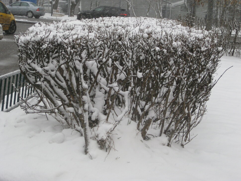 Снег в апреле. Год 2025 - Дмитрий Никитин