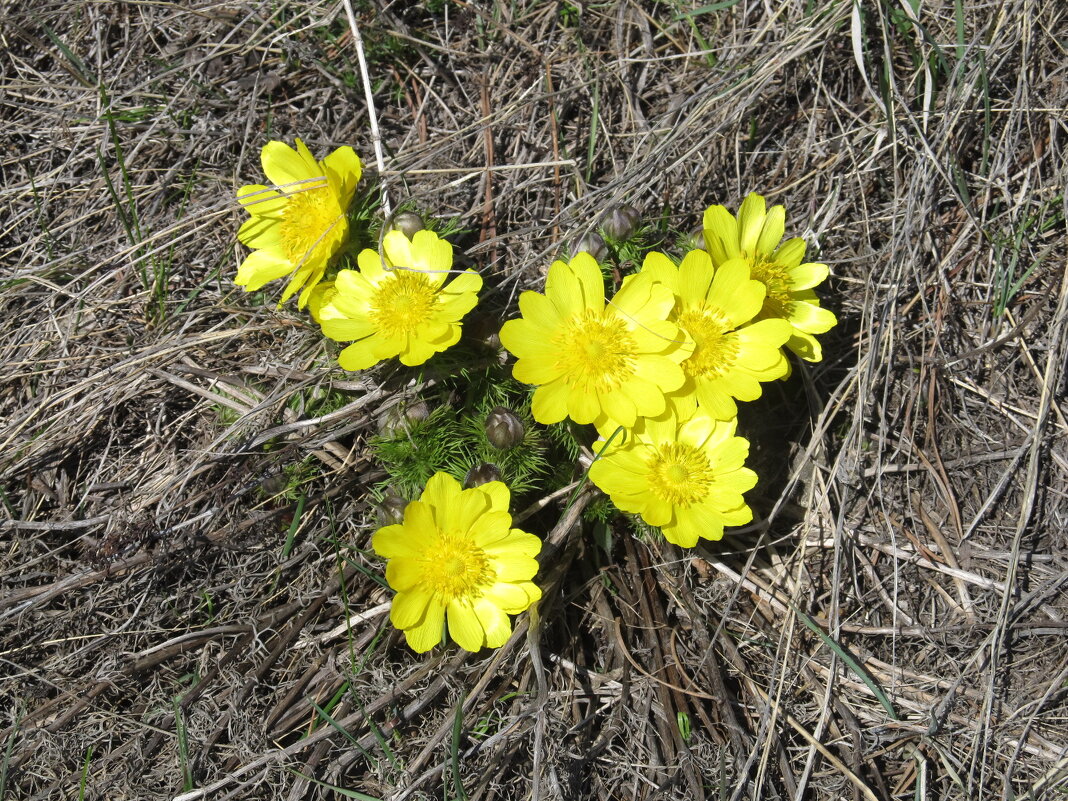 прекрасный адонис - Елена Шаламова прекрасный адонис - Елена Шаламова