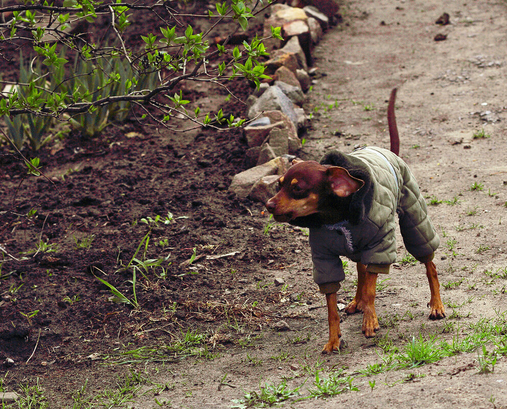 Гавкучий пёсик - Юрий Гайворонскiий Гавкучий пёсик - Юрий Гайворонскiий