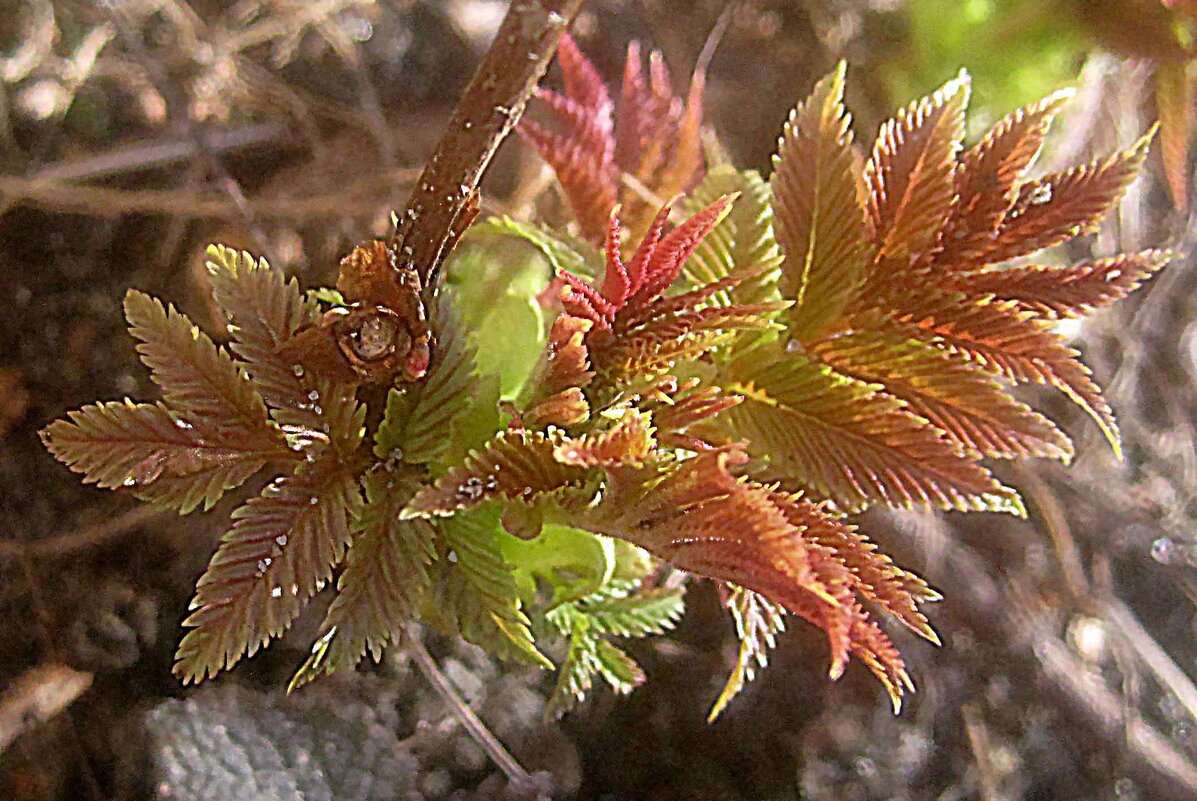 Пробуждение - Елена Семигина Пробуждение - Елена Семигина