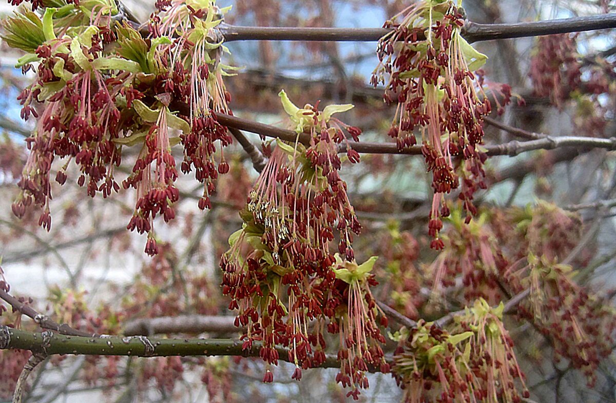 Весна идет - Елена Семигина Весна идет - Елена Семигина
