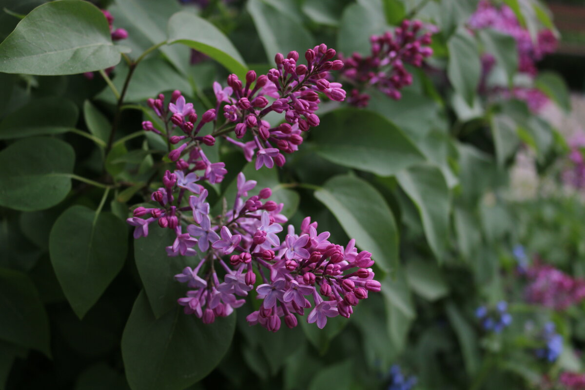 Лето в Заполярье - Ольга 