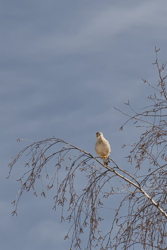 на вершине берёзы - Michel 